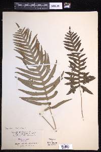 Polypodium cambricum image