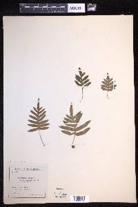 Polypodium cambricum image