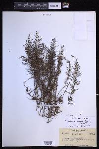 Oreogrammitis taxodioides image