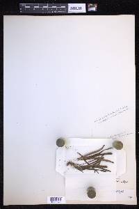 Oreogrammitis multifolia image