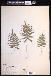 Polypodium cambricum image