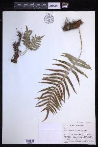 Polypodium cambricum image