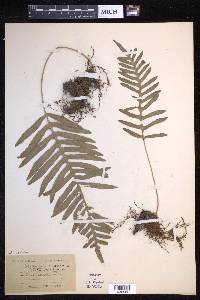 Polypodium cambricum image