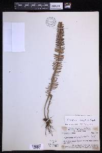 Oreogrammitis ctenoidea image