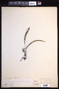 Pyrrosia lanceolata image