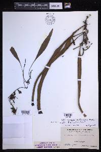 Pyrrosia lanceolata image