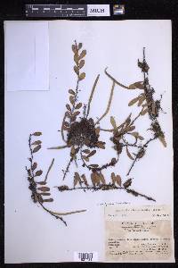 Pyrrosia lanceolata image