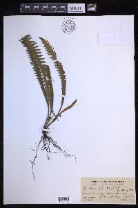 Prosaptia alata image