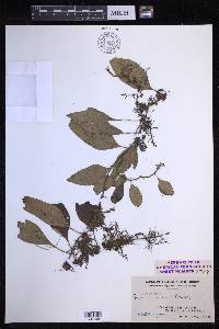 Pyrrosia kinabaluensis image