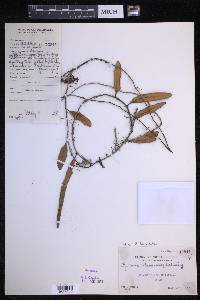 Pyrrosia lanceolata image
