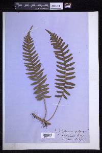 Polypodium vulgare image