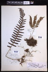 Polypodium vulgare image