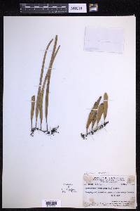 Pyrrosia lanceolata image
