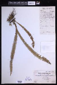Prosaptia micropora image