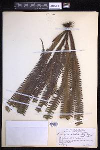 Prosaptia alata image