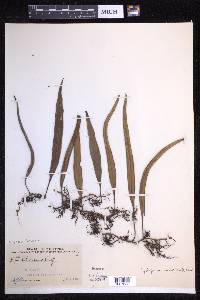Pyrrosia lanceolata image