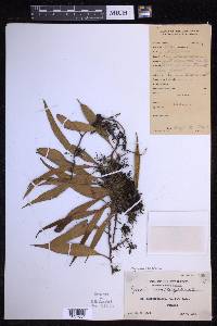 Pyrrosia lanceolata image