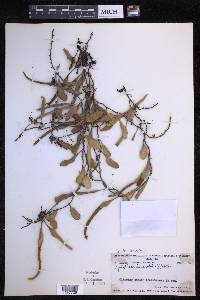 Pyrrosia lanceolata image