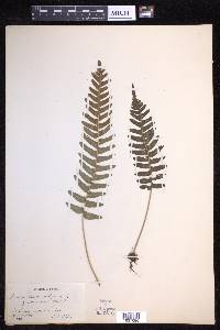 Polypodium vulgare image