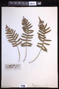 Polypodium vulgare image