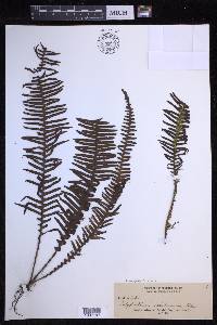 Prosaptia celebica image