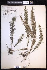 Prosaptia obliquata image