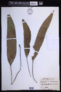 Pyrrosia lingua image