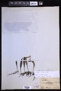 Pyrrosia lanceolata image