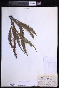 Prosaptia alata image