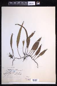 Pyrrosia lanceolata image