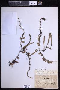 Pyrrosia lanceolata image
