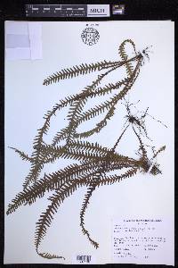 Prosaptia alata image