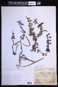 Pyrrosia lanceolata image