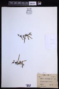 Pyrrosia linearifolia image