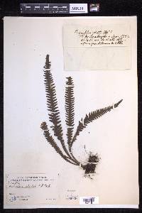 Prosaptia alata image