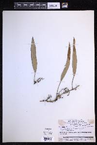 Pyrrosia foveolata image