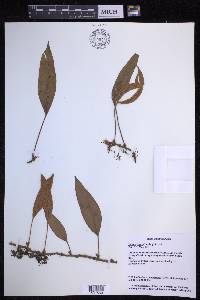 Pyrrosia lingua image