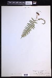 Polypodium vulgare image