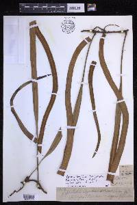 Pyrrosia longifolia image