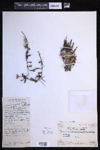 Pyrrosia lanceolata image