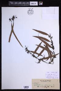 Pyrrosia lanceolata image