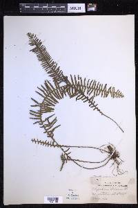 Prosaptia celebica image