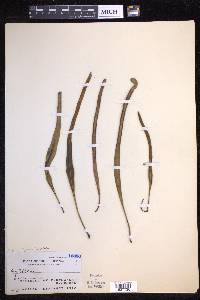 Pyrrosia lanceolata image