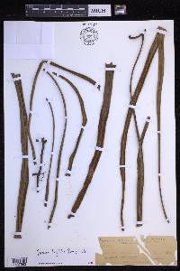 Pyrrosia longifolia image