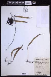 Pyrrosia lanceolata image