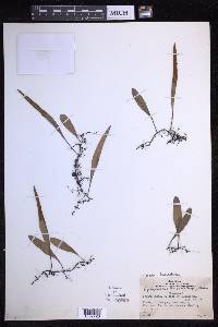 Pyrrosia lanceolata image