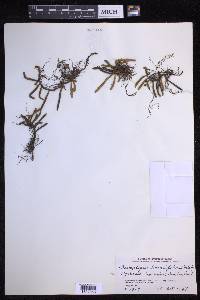 Pyrrosia linearifolia image