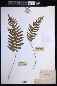 Polypodium vulgare image