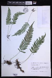 Polypodium vulgare image