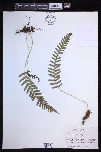 Polypodium vulgare image